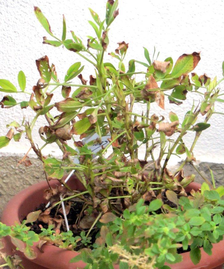 Breve historia de diez cacahuetes. planta