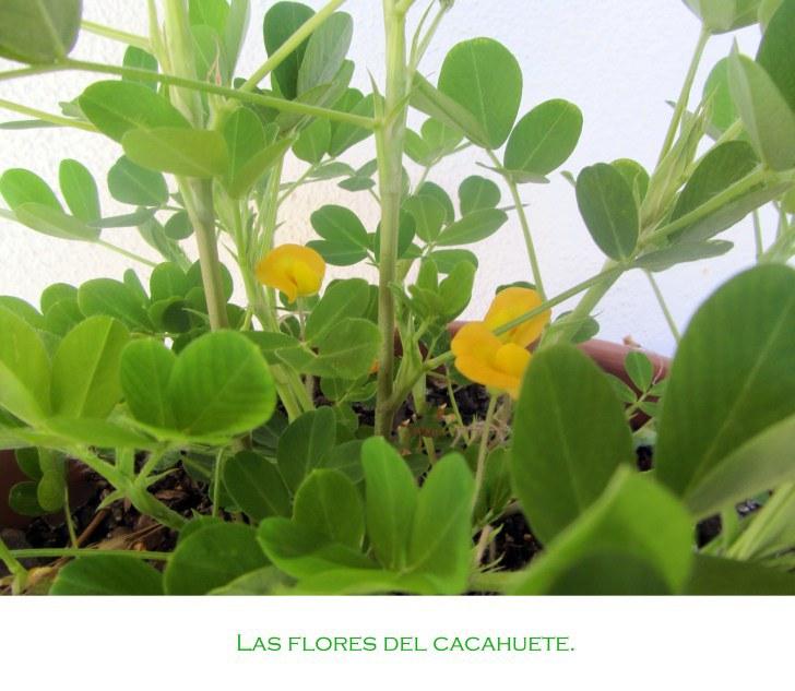 Breve historia de diez cacahuetes. cacahute