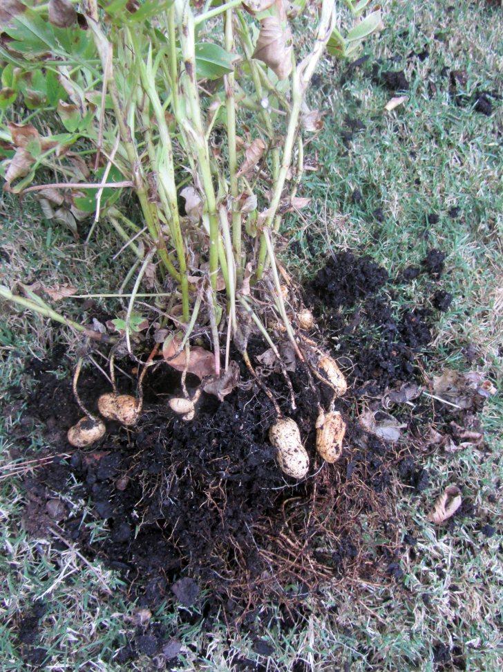 Breve historia de diez cacahuetes. raiz