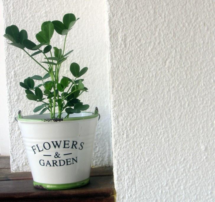 Breve historia de diez cacahuetes. cacuhete2