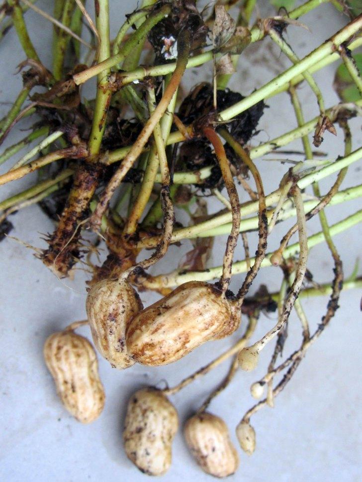 Breve historia de diez cacahuetes. detalle