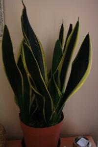 Hazlo tu mismo: Mejora la calidad del aire en tu casa diy hazlo tu mismo