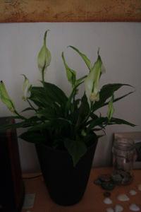 Hazlo tu mismo: Mejora la calidad del aire en tu casa diy hazlo tu mismo