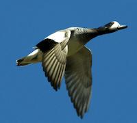 Si estás buscando una buena inversión, no seas un pavo. pato