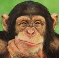 Si estás buscando una buena inversión, no seas un pavo. chimpance