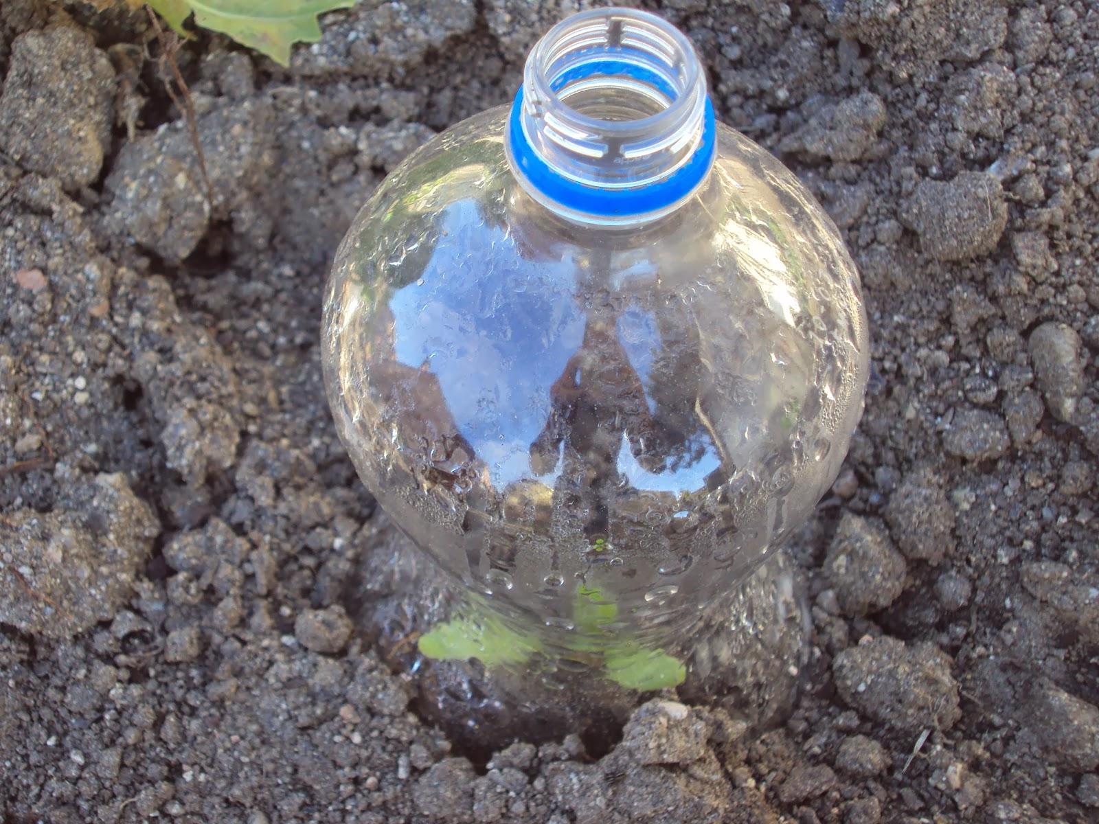 UN EXPERIMENTO EN EL HUERTO: PRIMERA SEMANA UN EXPERIMENTO EN EL HUERTO: PRIMERA SEMANA