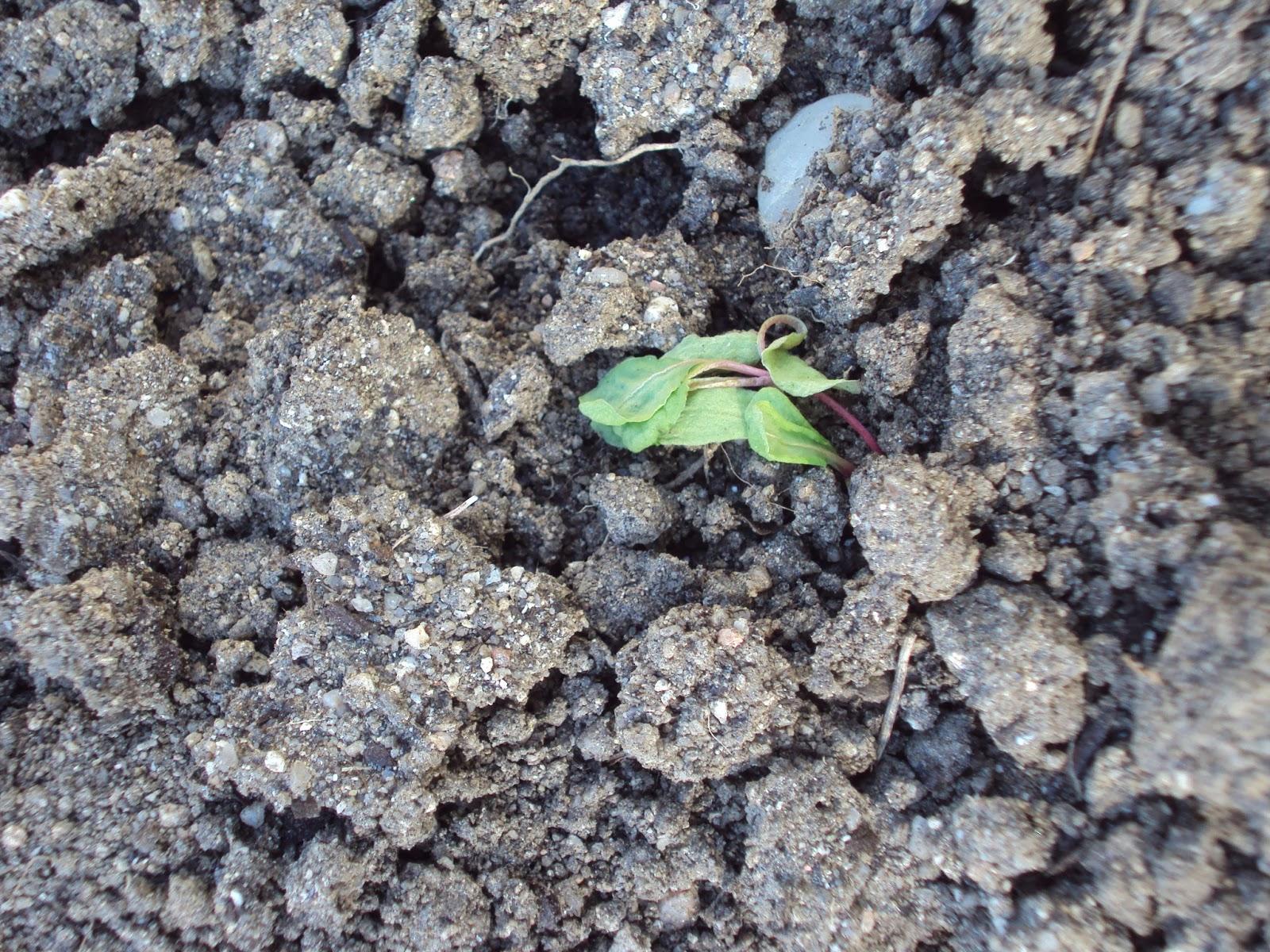 UN EXPERIMENTO EN EL HUERTO: PRIMERA SEMANA UN EXPERIMENTO EN EL HUERTO: PRIMERA SEMANA