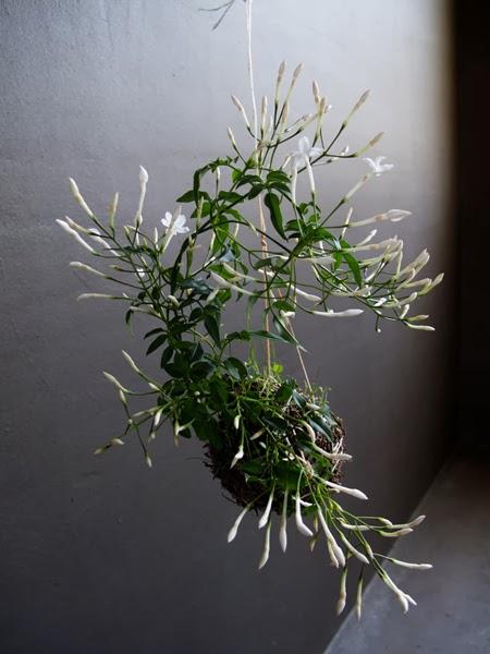 Jardines Kokedama Jardines Kokedama