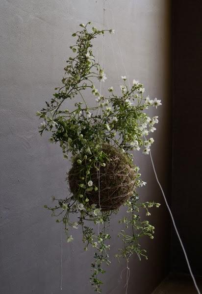 Jardines Kokedama Jardines Kokedama