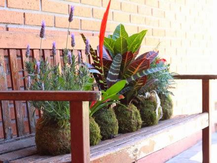 Jardines Kokedama Jardines Kokedama