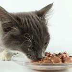 ¿ Por qué mi gato no come? Por qué mi gato no come