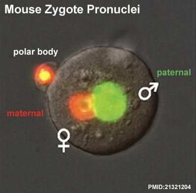 Continuación de la meiosis y creación de los pronúcleos