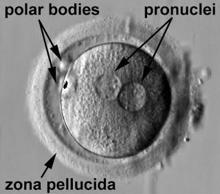Continuación de la meiosis y creación de los pronúcleos
