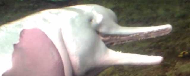 delfín se masturba con un pez descabezado delfín se masturba con un pez descabezado