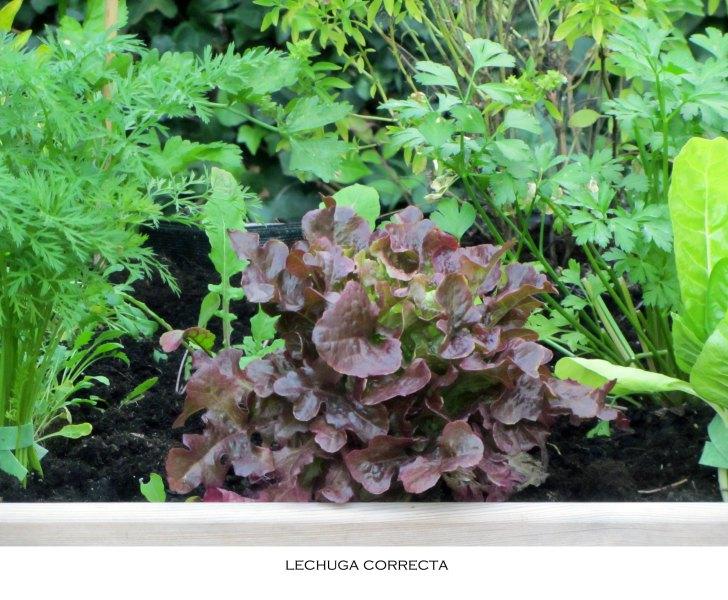 Las lechugas…florecen. lecchugaok