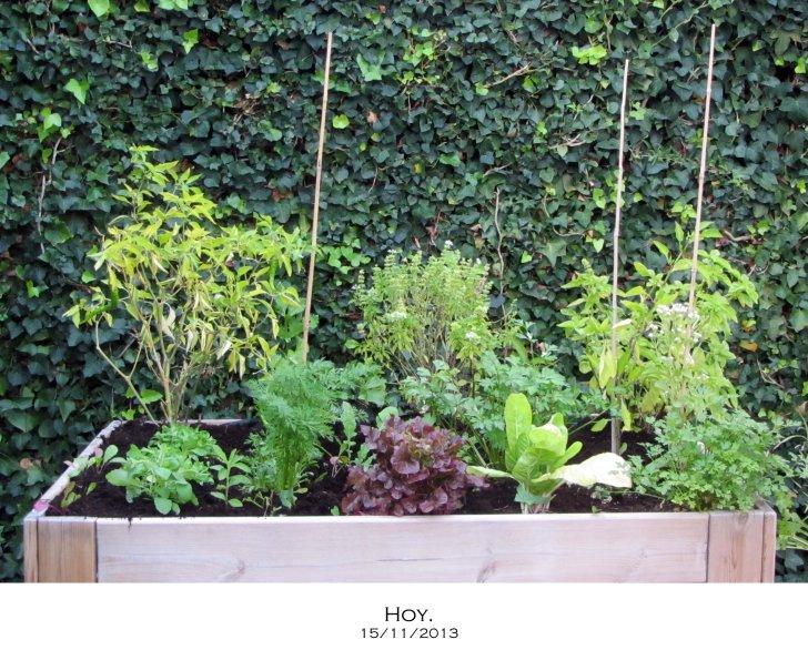 Las lechugas…florecen. HUERTO