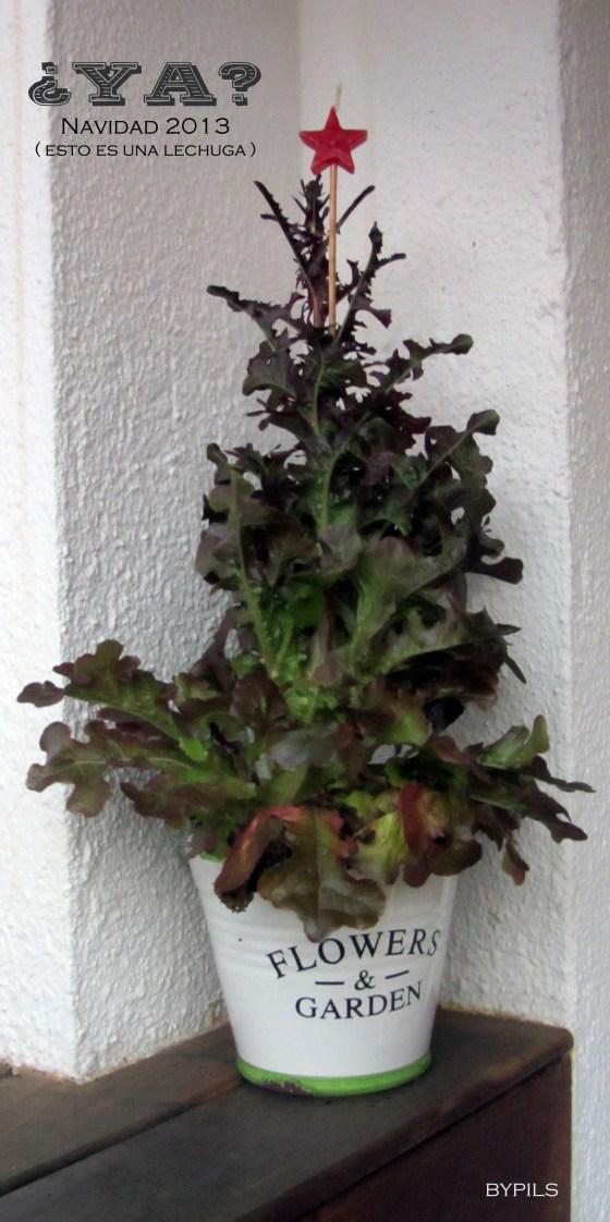 Las lechugas…florecen. lecghugaxmas