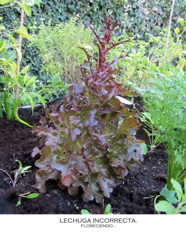 Las lechugas…florecen. LECHUGA2