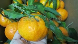 Comenaranjas.com Comenaranjas.com