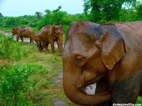 Elefantes en Udawalawe