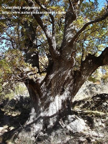 Árboles Singulares de Huesca - Roble de La Valle (Asín de Broto)