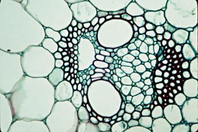 Placenta vegetal: un ingrediente clave para el tratamiento del cabello. Placenta vegetal: un ingrediente clave para el tratamiento del cabello.