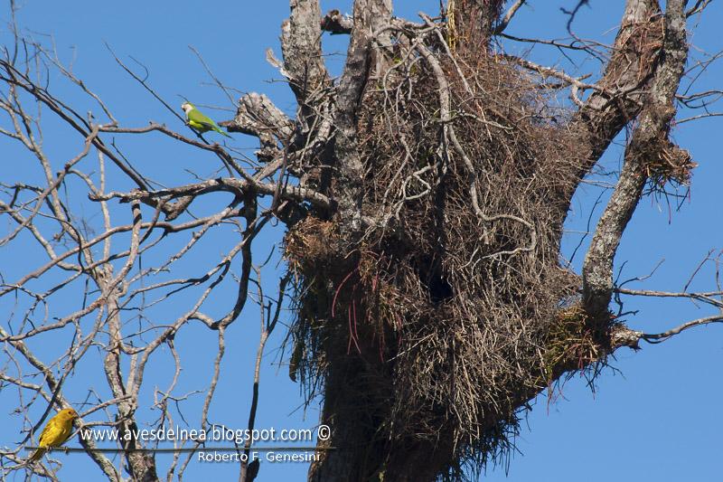 Cotorra (Monk Parakeet) Myiopsitta monachus Cotorra (Monk Parakeet) Myiopsitta monachus