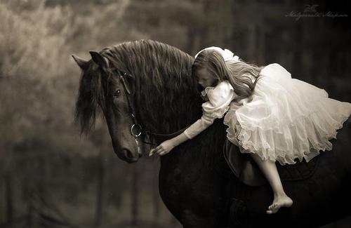 The Equestrian Collection 2013 The Equestrian Collection 2013