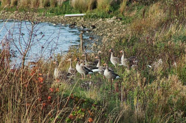 Cisne cantor y porrones osculados en Tophill Low