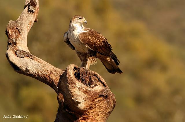 ÁGUILA AZOR PERDICERA (AQUILA FASCIATA)