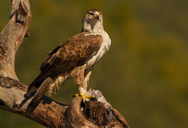 ÁGUILA AZOR PERDICERA (AQUILA FASCIATA)