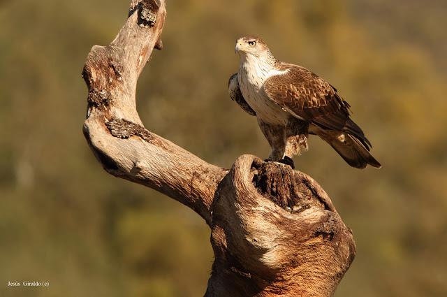 ÁGUILA AZOR PERDICERA (AQUILA FASCIATA)