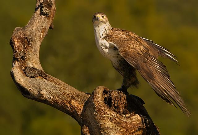 ÁGUILA AZOR PERDICERA (AQUILA FASCIATA)