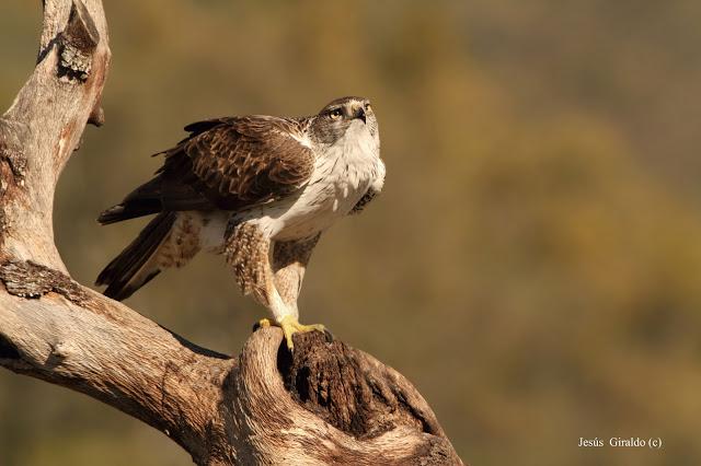 ÁGUILA AZOR PERDICERA (AQUILA FASCIATA)