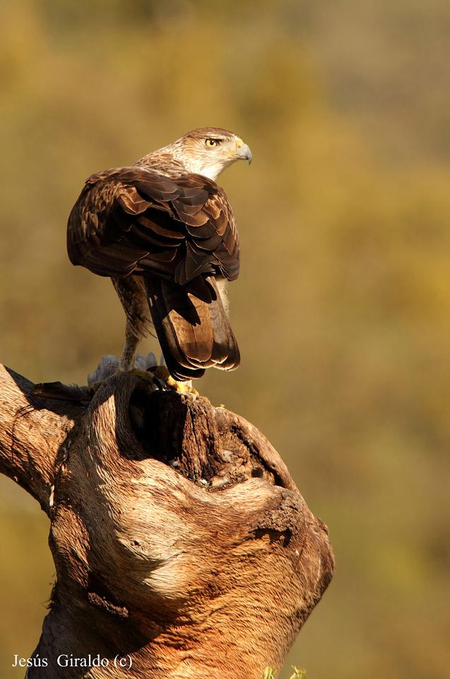 ÁGUILA AZOR PERDICERA (AQUILA FASCIATA)