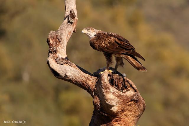 ÁGUILA AZOR PERDICERA (AQUILA FASCIATA)