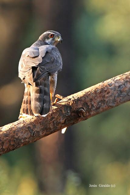 ACCIPITER GENTILIS