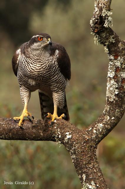 ACCIPITER GENTILIS