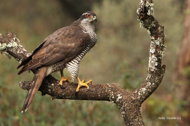 ACCIPITER GENTILIS