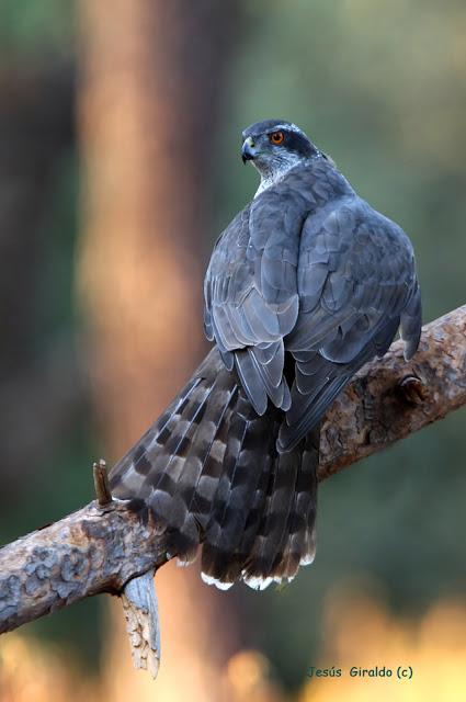 ACCIPITER GENTILIS