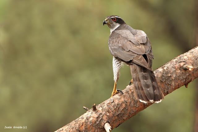 ACCIPITER GENTILIS