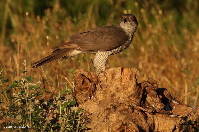 ACCIPITER GENTILIS