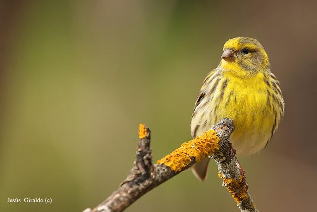 Géneros Serinus y Carduelis