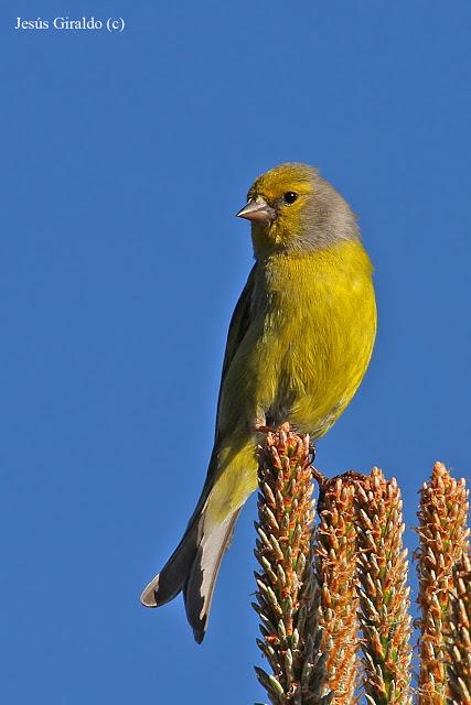 Géneros Serinus y Carduelis