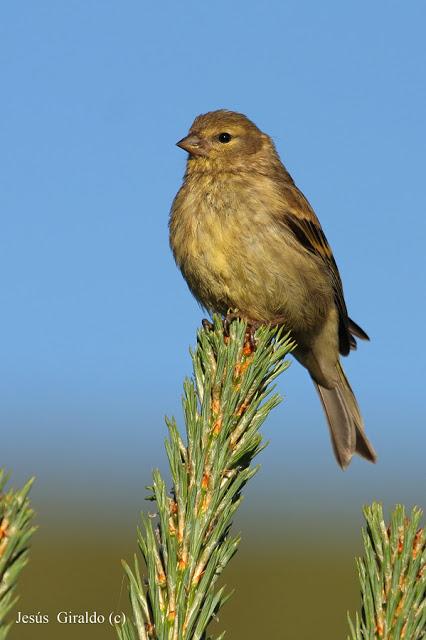 Géneros Serinus y Carduelis