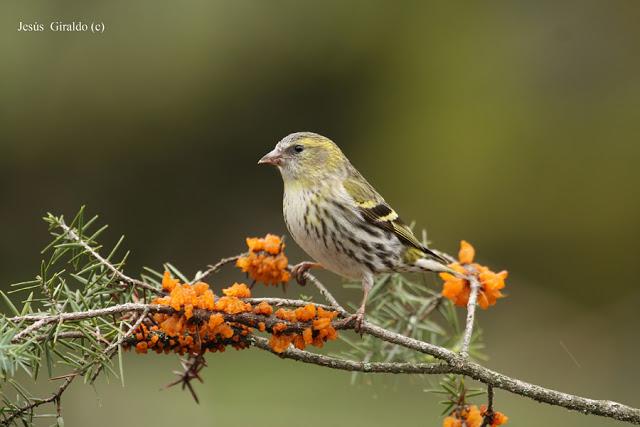 Géneros Serinus y Carduelis