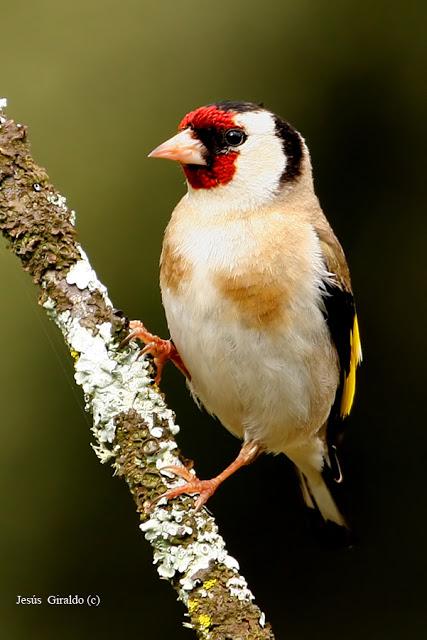 Géneros Serinus y Carduelis