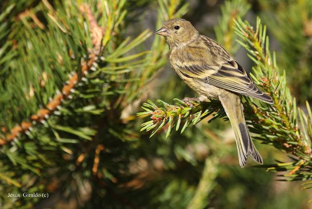 Géneros Serinus y Carduelis