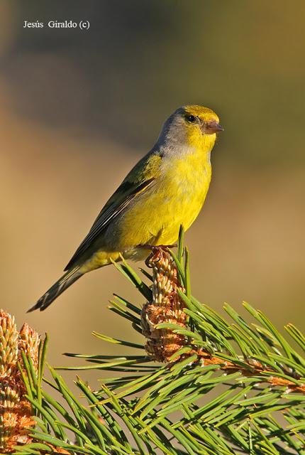 Géneros Serinus y Carduelis