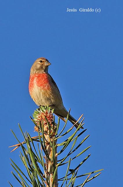 Géneros Serinus y Carduelis